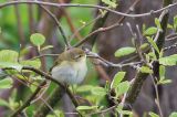 20210507_Iberische Tjiftjaf_Texel